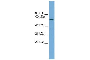 WB Suggested Anti-Nr2c1 Antibody Titration: 0.