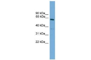 WB Suggested Anti-Nr2c1 Antibody Titration: 0.