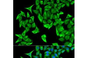 Immunofluorescence analysis of HeLa cells using PSMD9 Polyclonal Antibody (PSMD9 anticorps)