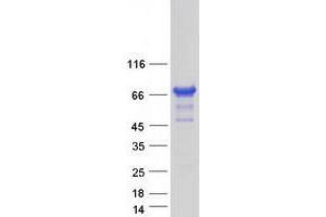 Validation with Western Blot (C20orf112 Protein (Myc-DYKDDDDK Tag))