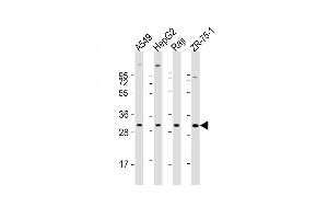All lanes : Anti-PDCD1LG2 Antibody (N-term) at 1:1000-1:2000 dilution Lane 1: A549 whole cell lysate Lane 2: HepG2 whole cell lysate Lane 3: Raji whole cell lysate Lane 4: ZR-75-1 whole cell lysate Lysates/proteins at 20 μg per lane. (PDCD1LG2 anticorps  (N-Term))