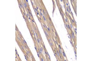 Immunohistochemistry of paraffin-embedded rat heart using FXN antibody.