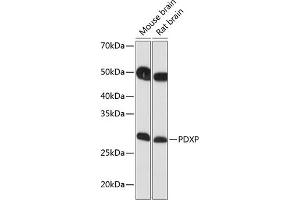 Western blot analysis of extracts of various cell lines, using PDXP Polyclonal Antibody (ABIN7269758) at 1:1000 dilution. (PDXP anticorps  (C-Term))