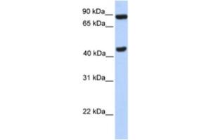 Western Blotting (WB) image for anti-Neuronal PAS Domain Protein 2 (NPAS2) antibody (ABIN2461664) (NPAS2 anticorps)