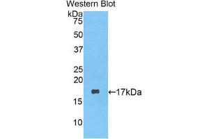 Western Blotting (WB) image for anti-Lysozyme (LYZ) (AA 19-148) antibody (ABIN1078301) (LYZ anticorps  (AA 19-148))