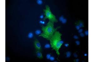 Anti-BECN1 mouse monoclonal antibody (ABIN2454376) immunofluorescent staining of COS7 cells transiently transfected by pCMV6-ENTRY BECN1 (RC201629). (Beclin 1 anticorps)