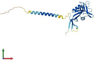 AlphaFold protein structure predicition of Mouse Recombinant Clec4d Protein, UniprotID Q9Z2H6