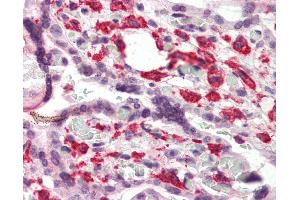 Anti-DUSP1 antibody IHC of human placenta. (DUSP1 anticorps  (C-Term))