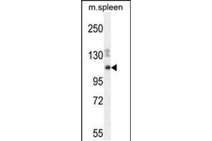 Western blot analysis in mouse spleen cell line lysates (35ug/lane).