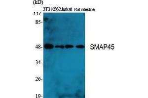 Western Blot (WB) analysis of specific cells using SMAP45 Polyclonal Antibody.
