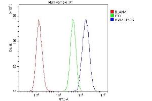Flow Cytometry analysis of U20S cells using anti-RMI2 antibody (ABIN6719656). (RMI2 anticorps)