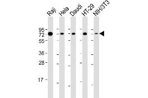 Western Blot at 1:2000 dilution Lane 1: Raji whole cell lysate Lane 2: Hela whole cell lysate Lane 3: Daudi whole cell lysate Lane 4: HT-29 whole cell lysate Lane 5: NIH/3T3 whole cell lysate Lysates/proteins at 20 ug per lane. (KHDRBS1 anticorps  (AA 259-291))