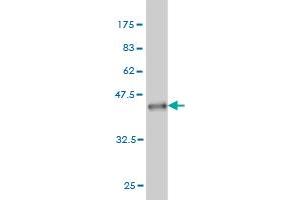 Western Blot detection against Immunogen (37.