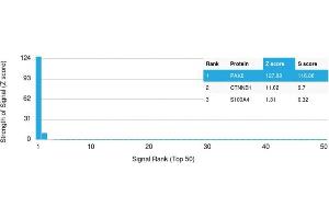 Analysis of Protein Array containing more than 19,000 full-length human proteins using PAX8 Mouse Monoclonal Antibody (PAX8/1491) Z- and S- Score: The Z-score represents the strength of a signal that a monoclonal antibody (MAb) (in combination with a fluorescently-tagged anti-IgG secondary antibody) produces when binding to a particular protein on the HuProtTM array. (PAX8 anticorps  (AA 60-261))