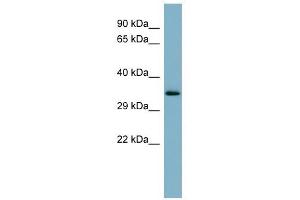 MUC15 antibody used at 1 ug/ml to detect target protein. (MUC15 anticorps  (Middle Region))