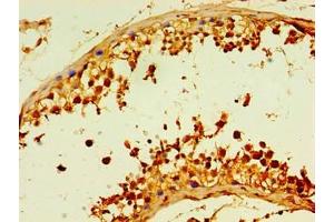 Immunohistochemistry of paraffin-embedded human testis tissue using ABIN7158862 at dilution of 1:100