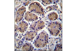 anti-SH3 Domain and Tetratricopeptide Repeats 1 (SH3TC1) (AA 1025-1055), (C-Term) antibody