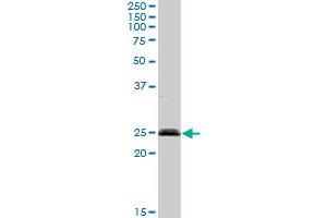 SENP8 MaxPab rabbit polyclonal antibody. (SENP8 anticorps  (AA 1-212))