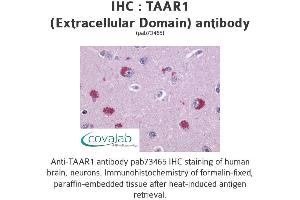 Image no. 1 for anti-Trace Amine Associated Receptor 1 (TAAR1) (2nd Extracellular Domain) antibody (ABIN1739852) (TAAR1 anticorps  (2nd Extracellular Domain))