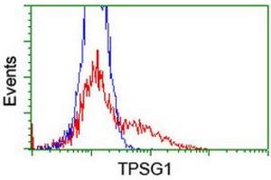 HEK293T cells transfected with either RC222359 overexpress plasmid (Red) or empty vector control plasmid (Blue) were immunostained by anti-TPSG1 antibody (ABIN2455380), and then analyzed by flow cytometry. (TPSG1 anticorps  (AA 20-283))