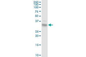 EPCAM MaxPab rabbit polyclonal antibody.