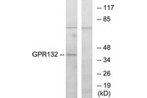 Western blot analysis of extracts from COS7 cells, using GPR132 Antibody. (G Protein-Coupled Receptor 132 anticorps  (AA 293-342))