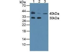 Knockout Varification: Lane 1: Wild-type K562 cell lysate, Lane 2: KLK11 knockout K562 cell lysate, Predicted MW: 30kd Observed MW: 40kd Primary Ab: 2 μg/mL Rabbit Anti-Human KLK11 Antibody Second Ab: 0.