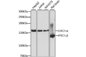 Western blot analysis of extracts of various cell lines, using ERC1 antibody. (ERC1 anticorps)