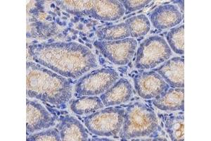 Immunohistochemistry analysis of paraffin-embedded mouse colon using,TMEM177 (ABIN7075996) at dilution of 1: 1000 (TMEM177 anticorps)