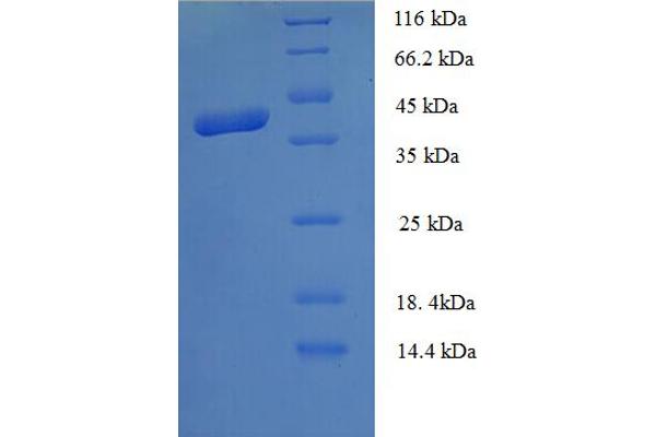 MRFAP1L1 Protein (AA 1-127, full length) (GST tag)