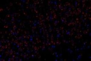 Immunofluorescent analysis of paraformaldehyde-fixed rat brain using,FAM135B (ABIN7073910) at dilution of 1: 1000 (FAM135B anticorps)