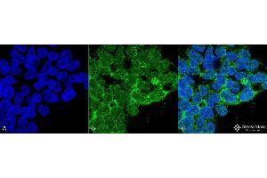 Immunocytochemistry/Immunofluorescence analysis using Mouse Anti-PP5 Monoclonal Antibody, Clone 12F7 . (PP5 anticorps  (FITC))
