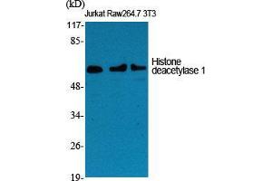 Western Blot (WB) analysis of specific cells using Histone deacetylase 1 Polyclonal Antibody. (HDAC1 anticorps  (C-Term))