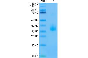 Biotinylated Human ANGPTL3 on Tris-Bis PAGE under reduced conditions.
