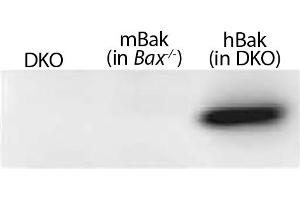 Lysates from mouse embryonic fibroblasts expressing no Bak (Bax-/-Bak-/- (DKO)), mouse Bak (Bax-/-), or WT human Bak (in DKO) were resolved by electrophoresis, transferred to nitrocellulose membrane, and probed with anti-Bak followed by Goat Anti-Rabbit Ig, Human ads-HRP (Chèvre anti-Lapin Ig Anticorps (PE) - Preadsorbed)