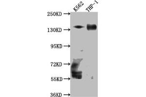 Western Blot Positive WB detected in: K562 whole cell lysate, THP-1 whole cell lysate All lanes: TACC3 Antibody at 1:1000 Secondary Goat polyclonal to rabbit IgG at 1/50000 dilution Predicted band size: 91 kDa Observed band size: 140 kDa