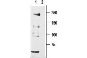 Western blot analysis of rat DRG lysates: - 1.