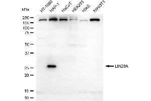Western blotting analysis using LIN28A antibody (ABIN7799269). (Recombinant LIN28A anticorps)