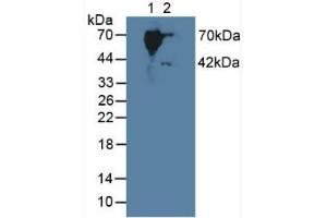 Western blot analysis of (1) Human Serum and (2) Mouse Placenta Tissue.