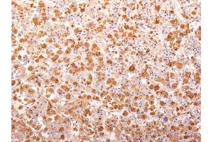 Formalin-fixed, paraffin-embedded human Pituitary Gland stained with ACTH Mouse Recombinant Monoclonal Antibody (r57). (Recombinant POMC anticorps  (N-Term))