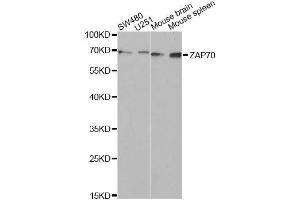 Western blot analysis of extracts of various cell lines, using ZAP70 Antibody. (ZAP70 anticorps  (AA 1-300))