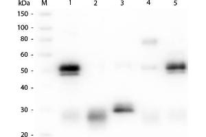 Western Blot of Anti-Rabbit IgG (H&L) (GOAT) Antibody (Min X Bv, Ch, Gt, GP, Ham, Hs, Hu, Ms, Rt & Sh Serum Proteins). (Chèvre anti-Lapin IgG Anticorps (Cy5.5) - Preadsorbed)