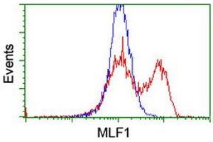 HEK293T cells transfected with either RC202774 overexpress plasmid (Red) or empty vector control plasmid (Blue) were immunostained by anti-MLF1 antibody (ABIN2455802), and then analyzed by flow cytometry. (MLF1 anticorps)