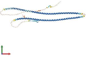 AlphaFold protein structure predicition of Human Recombinant PRPH Protein, UniprotID P41219