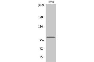 Western Blotting (WB) image for anti-Glutamate Receptor, Ionotropic, N-Methyl D-Aspartate 1 (GRIN1) (Internal Region) antibody (ABIN6282130)