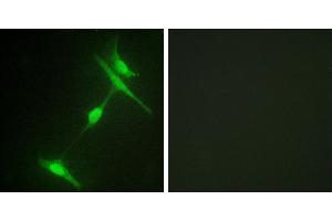Peptide - +Immunofluorescence analysis of 3T3 cells, using JIP1 (Ab-103) antibody. (MAPK8IP1 anticorps  (Thr103))