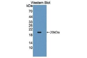 Western Blotting (WB) image for anti-TNF Receptor Superfamily, Member 6 (FAS) (AA 26-173) antibody (ABIN1078008)