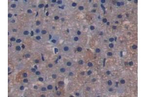 Detection of TLR4 in Rat Adrenal gland Tissue using Polyclonal Antibody to Toll Like Receptor 4 (TLR4)