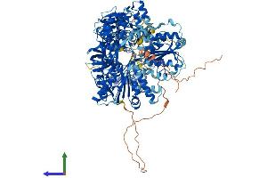 AlphaFold protein structure predicition of Human Recombinant NOS2 Protein, UniprotID P35228