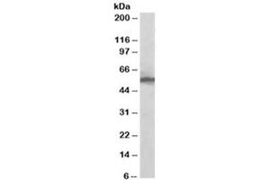 Western blot testing of HeLa lysate with KPNA2 antibody at 0. (KPNA2 anticorps)